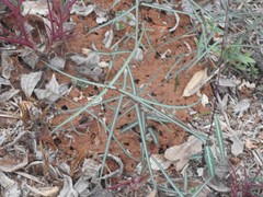 Hemidesmus indicus
