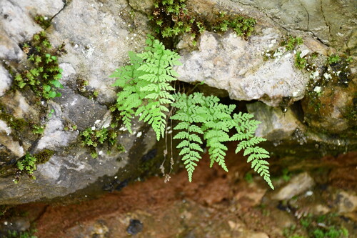 brittle bladderfern