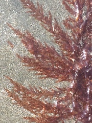 Cumathamnion decipiens