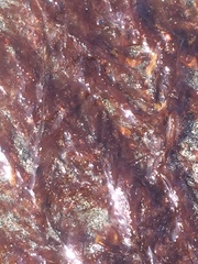 Cumathamnion decipiens