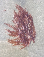 Cumathamnion decipiens