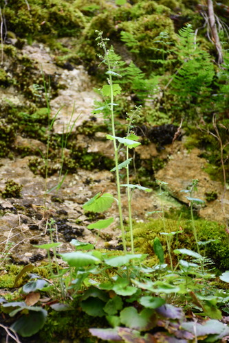 Round-leaved Saxifrage