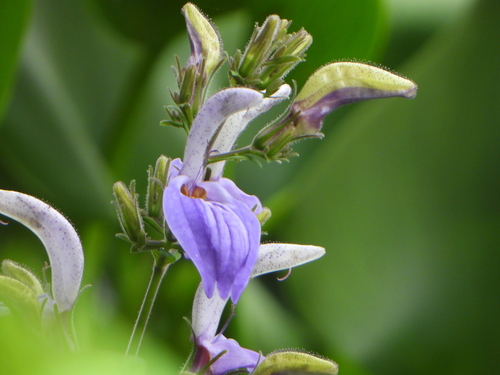 Brillantaisia owariensis