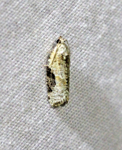 Gray-banded Leafroller Moth photo 3