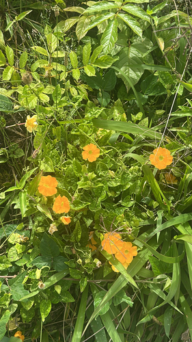 Thunbergia alata observed 2026-05-17