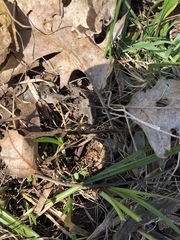 Semionellus placidus