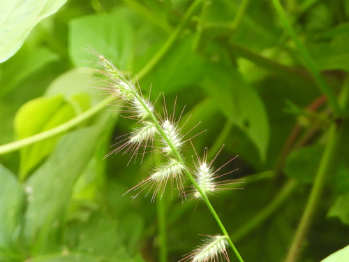 Oplismenus burmanni, photograph 6