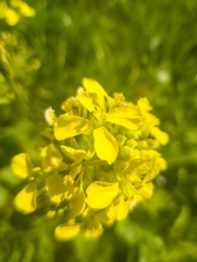 Sisymbrium austriacum