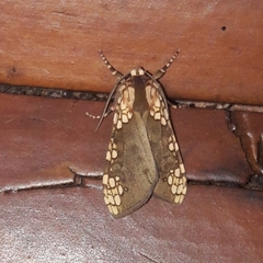 Tessellarctia semivaria