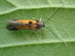 Chrysoclista linneella