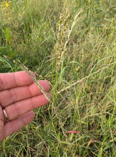 green sprangletop (Leptochloa dubia)