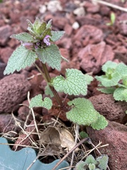 Lamium purpureum