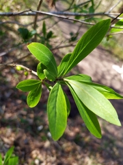 Daphne mezereum