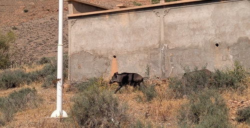 North African Boar