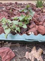 Lamium purpureum