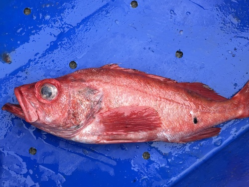 Black bass (Sebastes alutus) — Sebastidae
