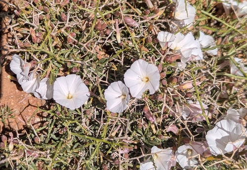 Convolvulus trabutianus