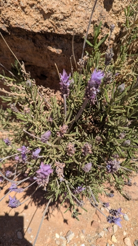 French lavender