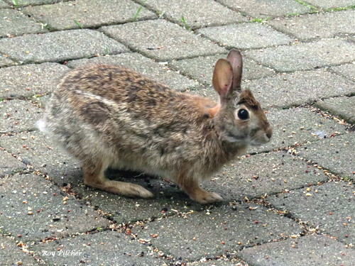 Eastern Cottontail