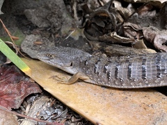 Elgaria multicarinata