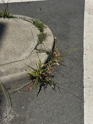 Digitaria insularis observed 2026-05-17