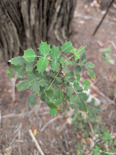 Berberis swaseyi, photograph 2