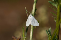 Lithostege farinata