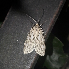 Eucereon dorsipuncta