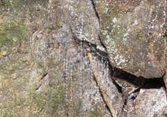 Arachnocampa