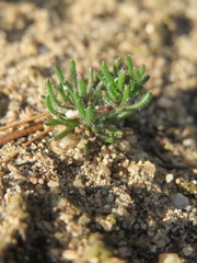 Spergula morisonii