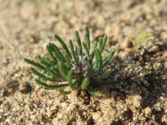 Spergula morisonii