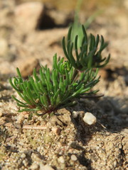 Spergula morisonii