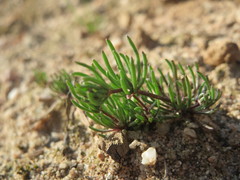 Spergula morisonii