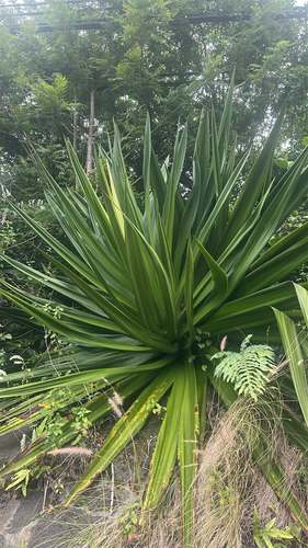 Furcraea foetida, 2026-05-17