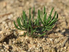 Spergula morisonii