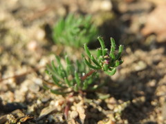 Spergula morisonii
