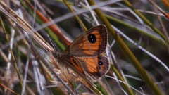 Argyrophenga janitae