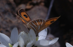 Argyrophenga janitae