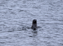 Pagophilus groenlandicus