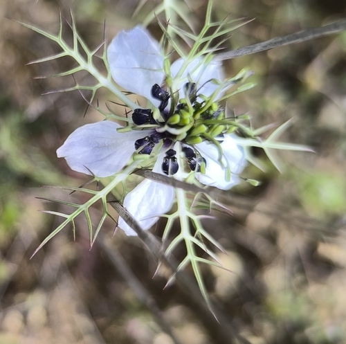 love-in-a-mist