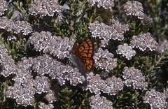 Lycaena salustius