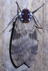 Amastus albipuncta