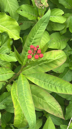 Asclepias curassavica observed 2026-05-17