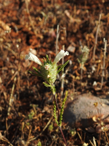 Cleonia lusitanica, photograph 6