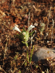 Cleonia lusitanica, photograph (c) Duarte Frade, some rights reserved (CC BY)