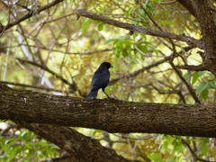 Molothrus bonariensis