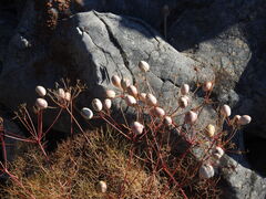 Prangos trifida, photograph (c) Duarte Frade, some rights reserved (CC BY)
