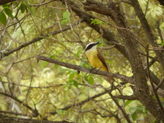 Pitangus sulphuratus