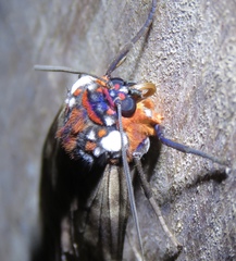 Amastus albipuncta