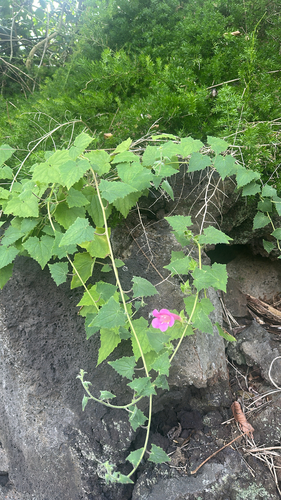 Lophospermum erubescens observed 2026-05-17